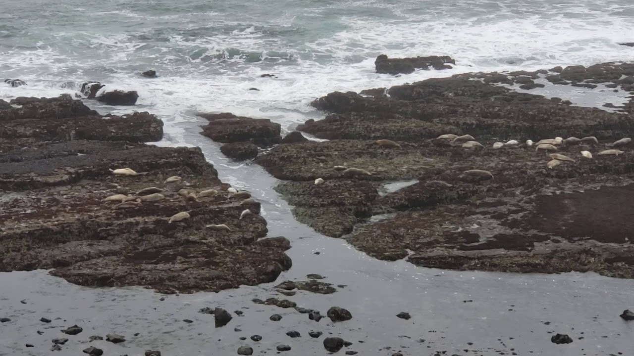 Pupping season at Seal Cove (Fitzgerald Marine Reserve) YouTube