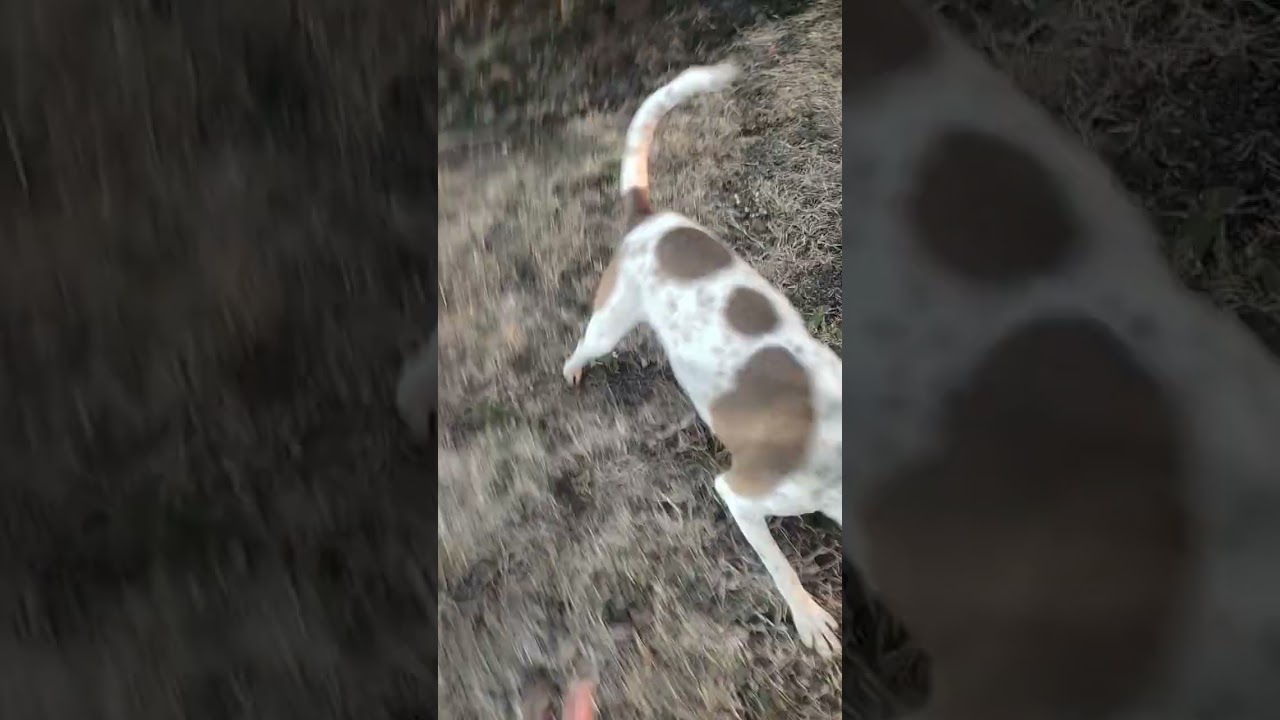 #😎🔥aggressive dog👑💪