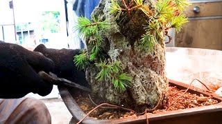 Replanting Goyomatsuyama - YouTube