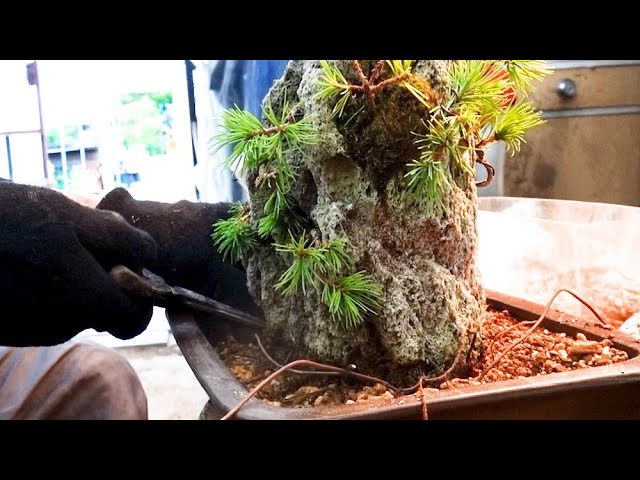 Replanting Goyomatsuyama - YouTube