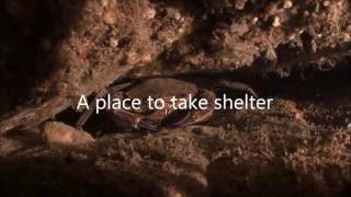 Englands Rocky Reefs July 2016