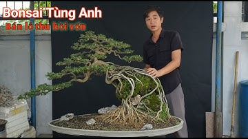 Xã hàng bán lỗ một số tác phẩm Bonsai đẹp để thu hồi vốn vườn Tùng Anh ở Dĩ An Bình Dương