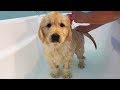 First Bath For Kenzi - Cutest 8 Week Old Golden Retriever