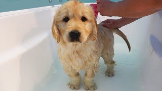 First Bath For Kenzi - Cutest 8 Week Old Golden Retriever