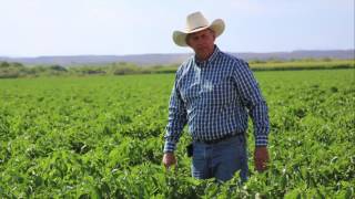 This Is Where Real Hatch Chiles Comes From (What You're Eating Is Fake)