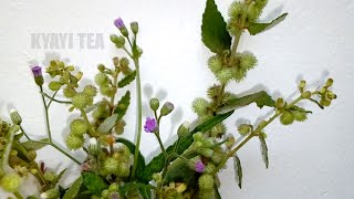 Okuloota Eddagala Lino Muwugula Ne Kayayaana Ddagala Lya Mikisa