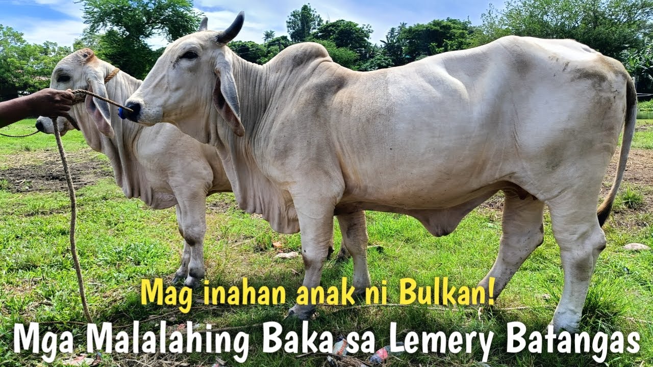 Mga Malalahing Baka sa Lemery Batangas!