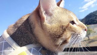 猫と一緒に自販機へQooを買いに行く by 小鉄チャンネル 250 views 2 years ago 2 minutes, 29 seconds