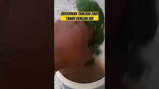 CARA MENANAM BUNGA MELATI‼️#shorts #plants