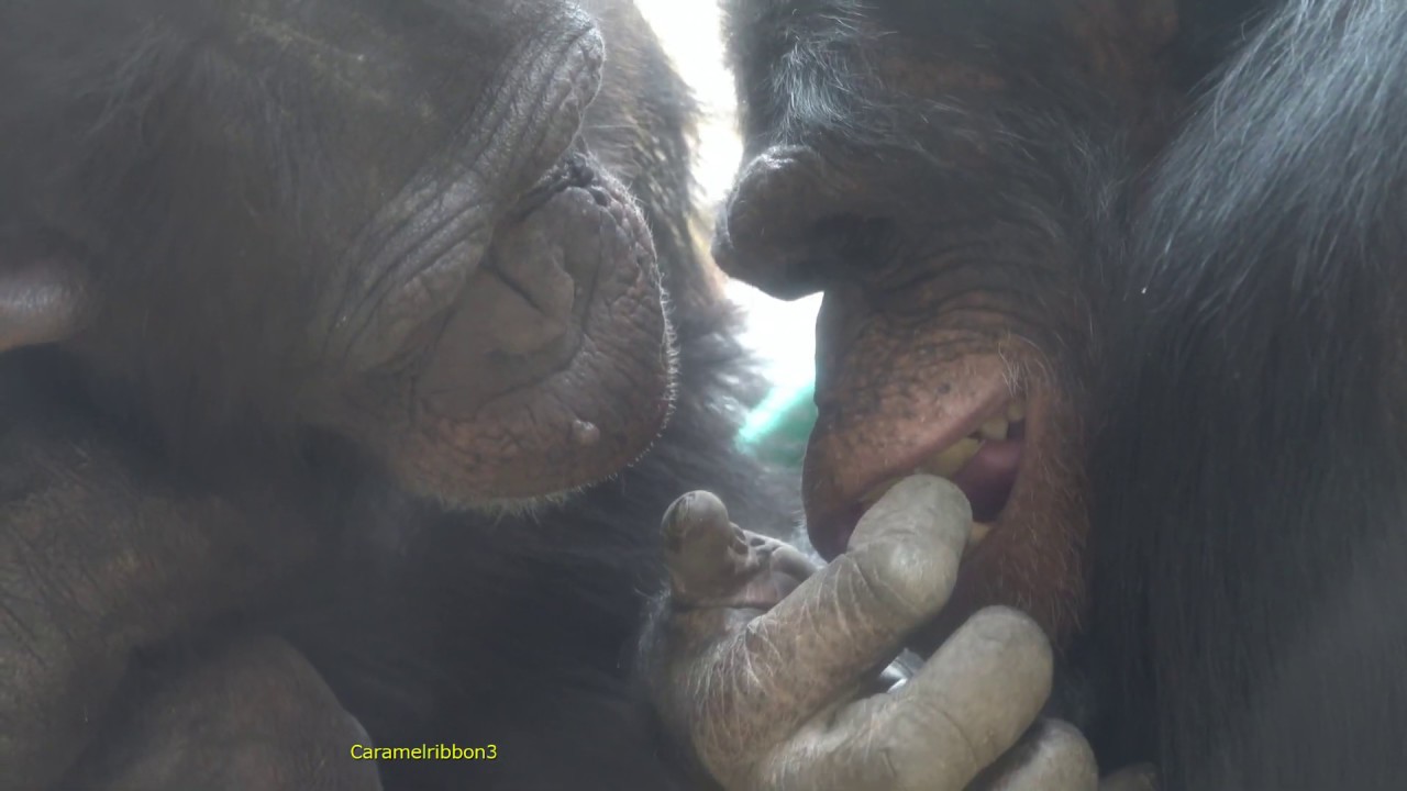 Feb 2019 Gin's teeth