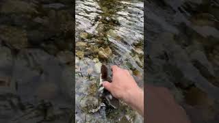 Guy Rescues Flipped Over Duckling and Reunites It With Family