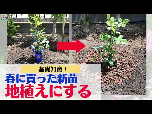 Rose] How to plant new seedlings in the garden [Basic knowledge