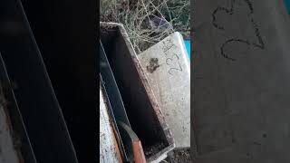 Arı Sağımından Sonra Arıyı Şuruplama.şurup Oranı 1,5 Şeker,1 Su Olursa Iyi Olur