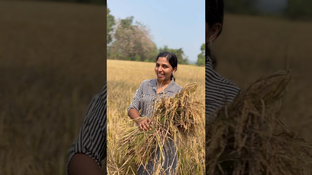 2026 ലെ ആദ്യ വിളവെടുപ്പ്. ..@അടുവശ്ശേരി 🥰🥰🥰 