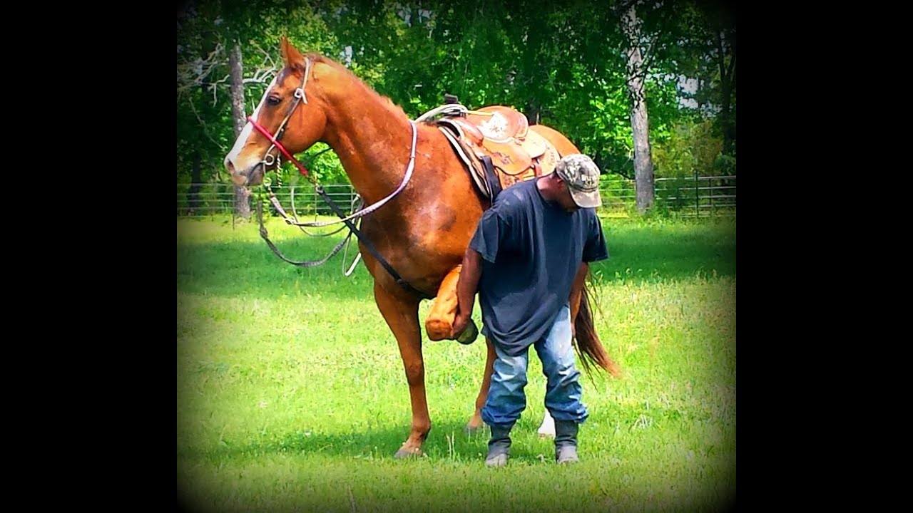 Cinch Finished Rope Horse YouTube