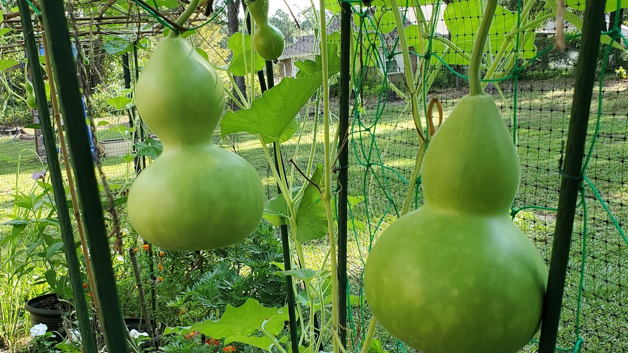 How to make your bottle gourd fruit quickly - do this