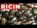 Ricin: The Perfect Poison