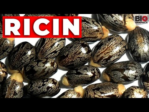 Video: Kā ārstēt saindēšanos ar Ricin: 9 soļi (ar attēliem)