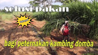 Download Lagu Dahsyat, 1 Meter Lahan Rumput Pakchong, Menghasilkan 28 kg, 78 Farm Jogja MP3