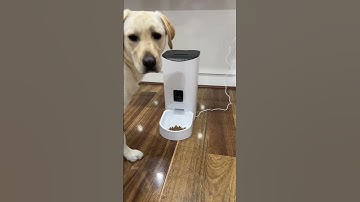 Automatic Pet Feeder and Camera is such a game changer for busy lifestyles!