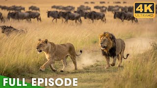 WILD SAVANNAH: Ultimate Predators Survive in the Heart of Africa | Nature Animal Documentary