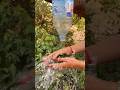 Survival Skills Mom Shows How to Make Soap and Water in forest #camping #Survival #Skills #Outdoors