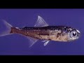Facts: The Lanternfish