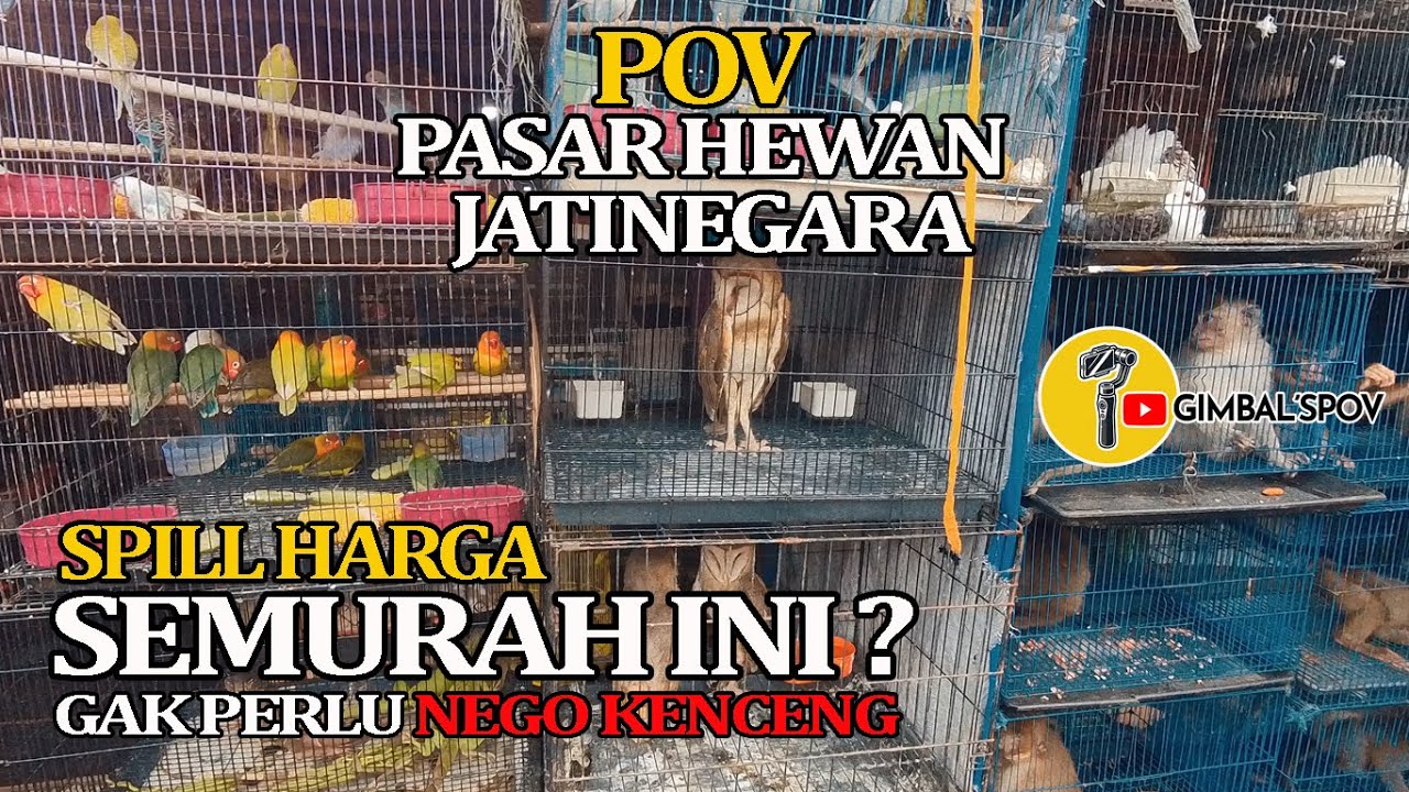 POV PASAR HEWAN JATINEGARA Sidak Spill Harga