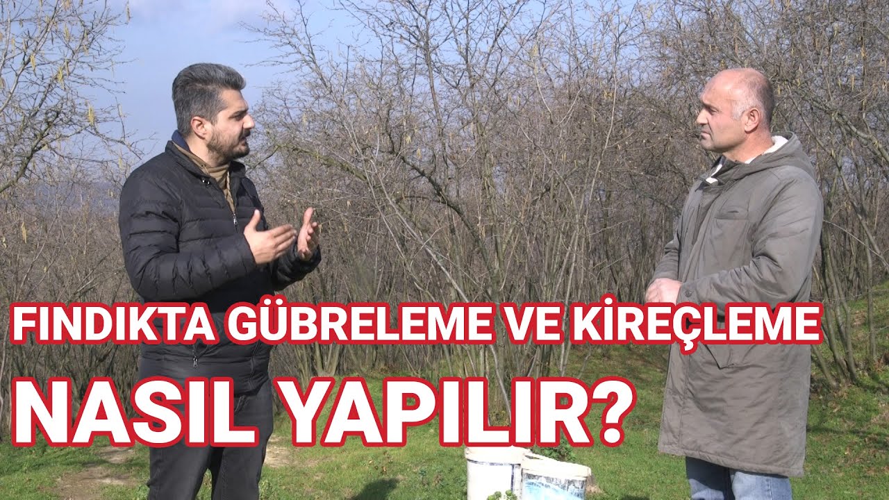 Fındıkta Gübreleme ve Kireçleme - Derdimiz Fındık