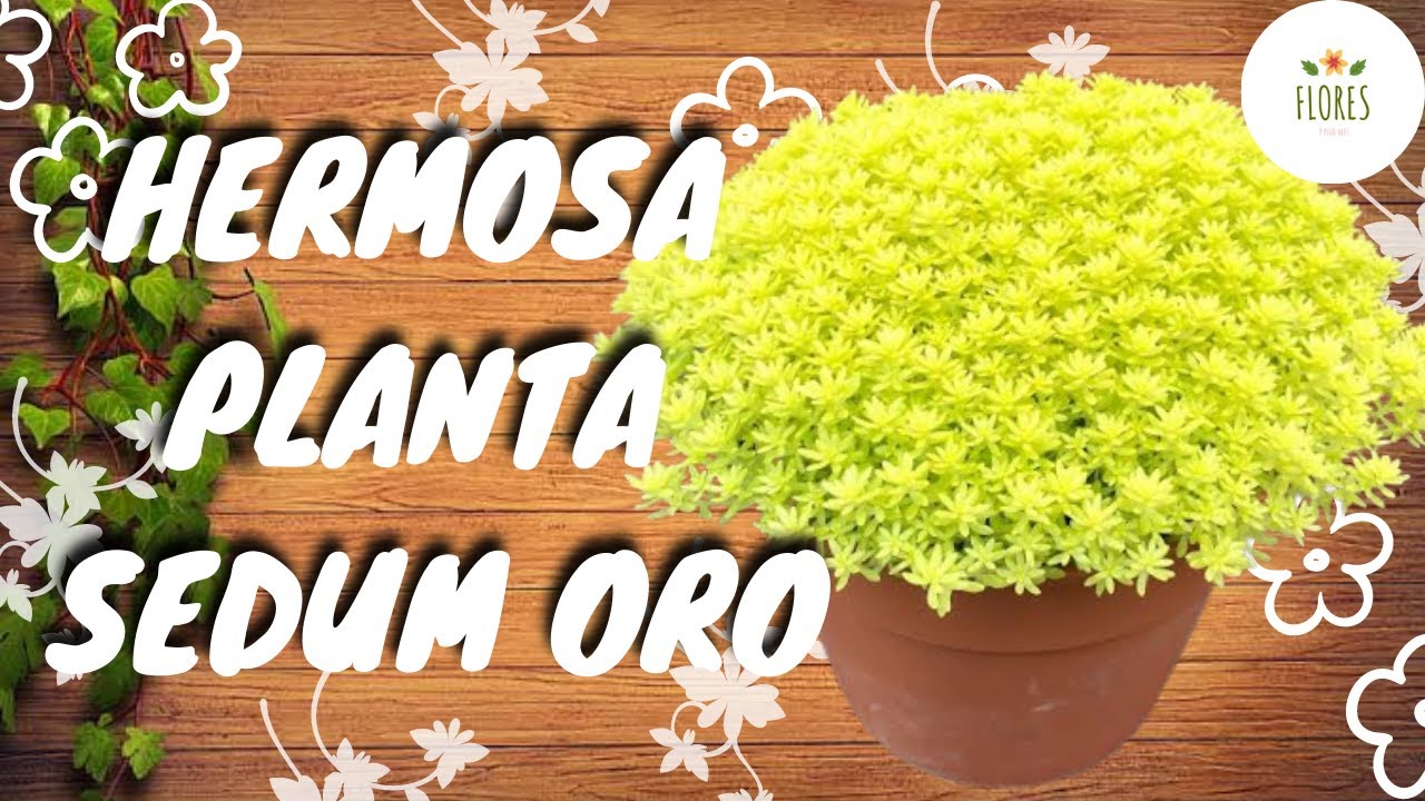 SEDUM ORO JAPONICUM CUIDADOS,RECOMENDACIONES Y REPRODUCCION DE ESTA BELLA PLANTA