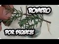 Como Reproducir Una Planta De Romero Por Esqueje || La Huertina De Toni