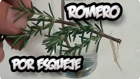 Como Reproducir Una Planta De Romero Por Esqueje |...