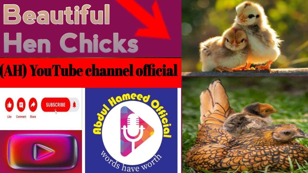 Beautiful Hen Chicks | Hen Baby Chicks Video