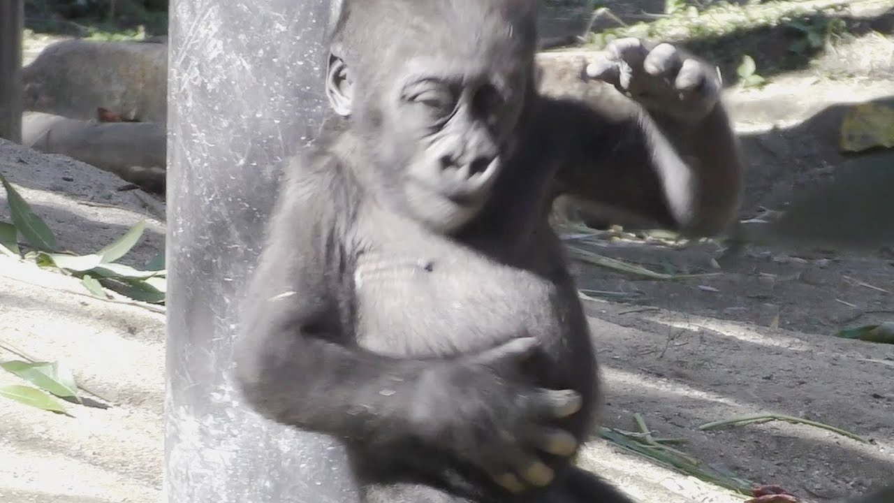 【ゴリラの1分動画#353】偉そうにドラミングしてみたが💗キンタロウ【京都市動物園】 - YouTube