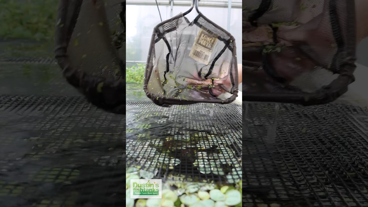 HOW TO REMOVE DUCKWEED! 😱
