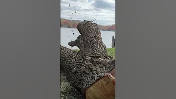 Willow tree wiggle 🌳 #chainsaw #tree #stihl