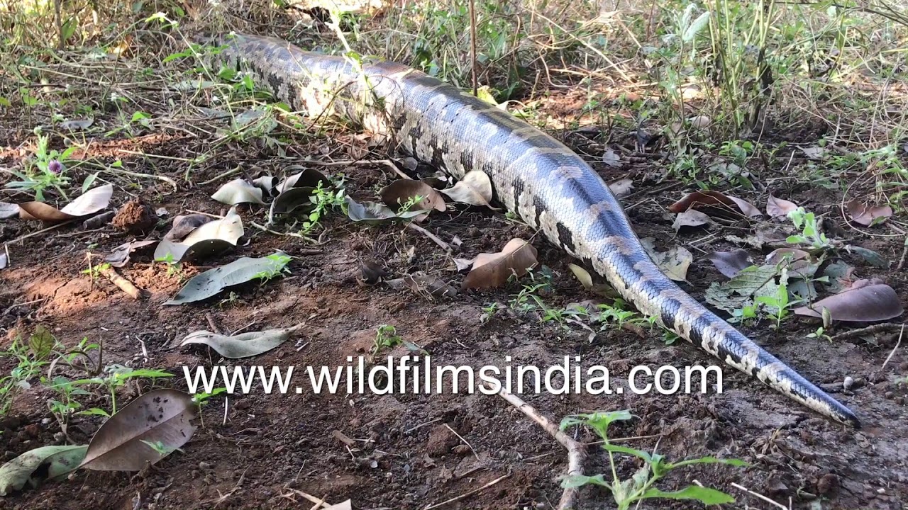 Huge Indian Rock Python (Python molurus) camouflaged in dry leaves, its ...