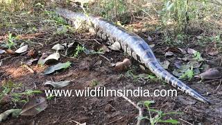 Huge Indian Rock Python (Python molurus) camouflaged in dry leaves, its  belly full from recent feed