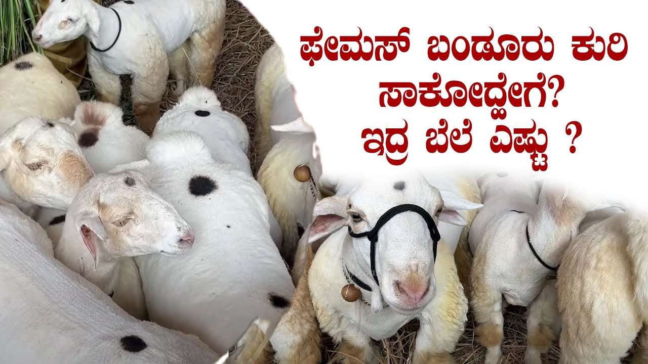 ಬಂಡೂರು ಕುರಿ ಬಗ್ಗೆ ನಿಮಗೆಷ್ಟು ಗೊತ್ತು? ಸಾಕೋದು ಹೇಗೆ?  | Bannur mutton | bannur sheep | Udayavani