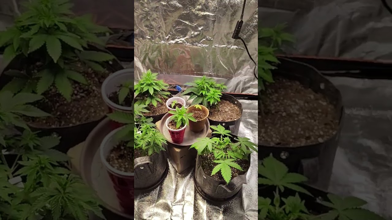 5x5 indoor grow tent setup...how I like to do things ✌️