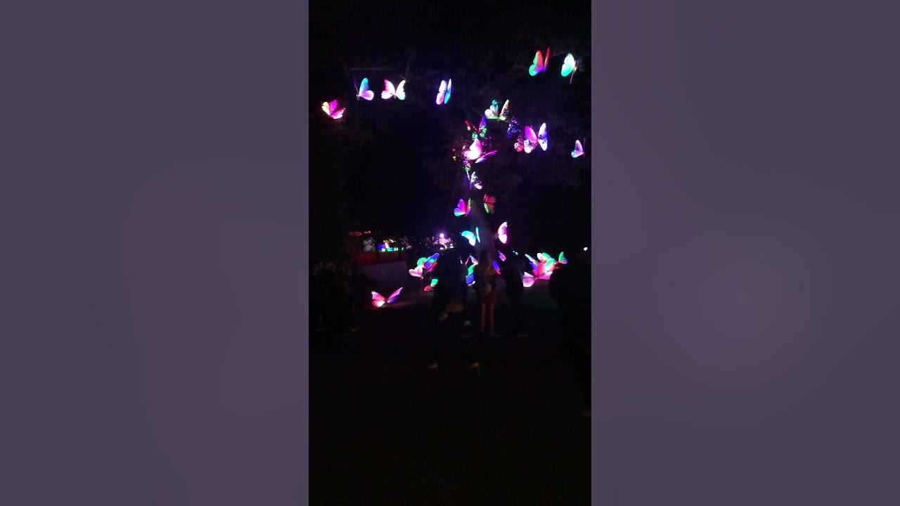 Franklin Park Zoo Lights_07 YouTube