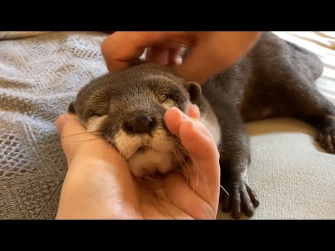 カワウソさくら 背後から猫に羨ましがられるカワウソ otter envied by a cat