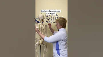 Анатомия позвоночника