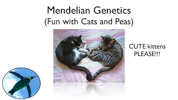 Mendelian Genetics (Cats and Peas!) | Bio Basics 🐧