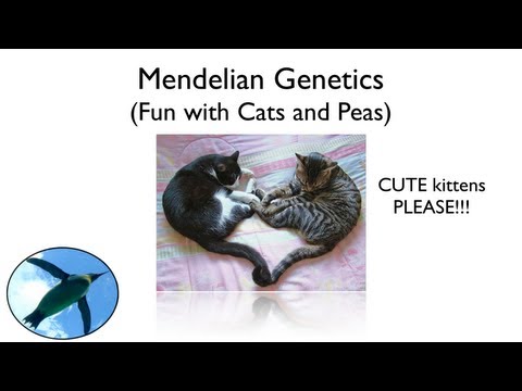 Mendelian Genetics - Fun with Cats and Peas