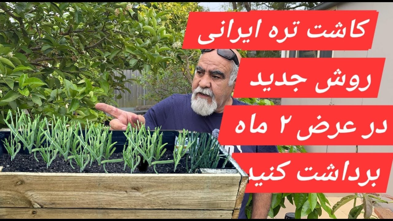 کاشت تره ایرانی با روش جدید و صد در صد موفق