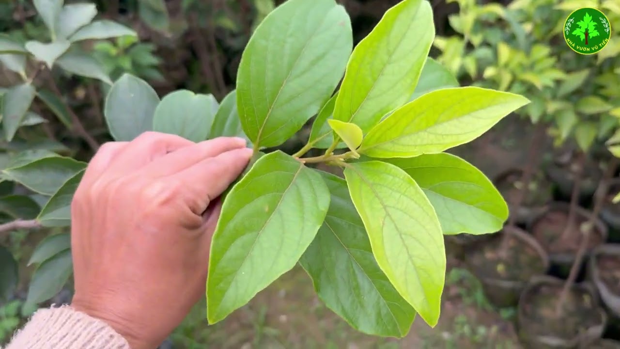 Cây hồng tứ quý và những ngày bình yên trong vườn nhà- Cây Trồng Vũ Tiến