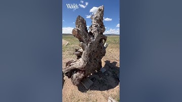 Extraordinary Coffee Table From A Huge Walnut Root Ball In Process! Part 3 #shorts