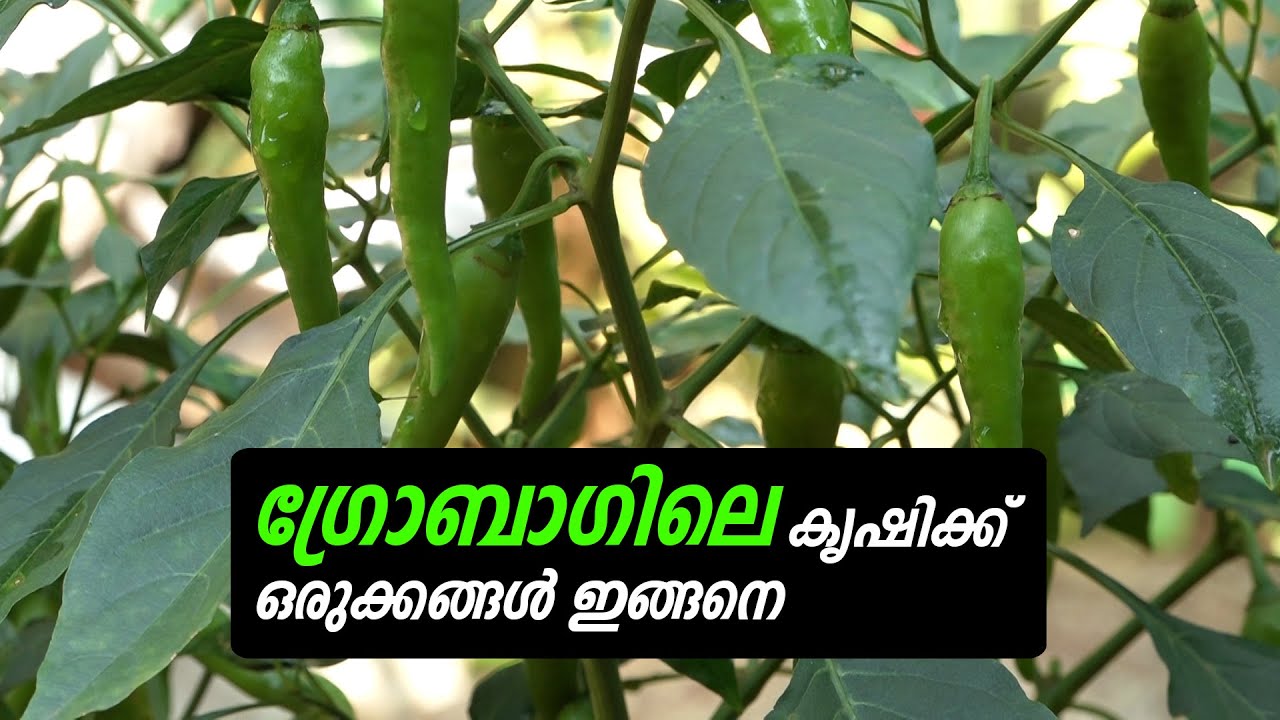 ഗ്രോബാഗില്‍ കൃഷി ചെയ്യാം ... ഒരുക്കങ്ങള്‍ ഇങ്ങനെ I Grow bag farming