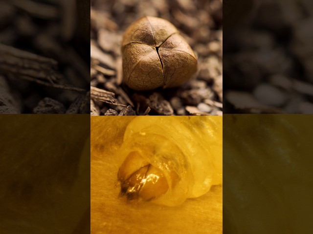 This Larva Builds a Cozy Life Inside a Mexican Jumping Bean | #DeepLook #Shorts
